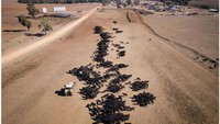 Pemandangan udara dari pertanian Toorawandi yang dimiliki oleh petani Ambrose Doolan dan istrinya Lisa di Coonabarabran, Australia, Selasa (19/6/2018). Selama puncak kekeringan, lahan tersebut tidak lebih dari debu. Setelah hujan yang konsisten di sepanjang tahun 2020, lahan itu pulih kembali seperti tampak pada foto bawah.  