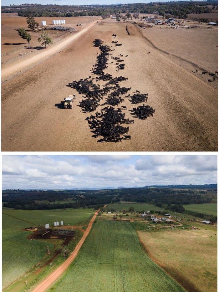 Potret Before-After Lahan Pertanian yang Pulih Dari Kekeringan In this before-and-after composite image **TOP IMAGE** COONABARABRAN , NEW SOUTH WALES - JUNE 19: An aerial view of the cattle feeding operation on the property 'Toorawandi' owned by Coonabarabran farmer Ambrose Doolan and his wife Lisa. Both the couples children, Brett and Emily have returned home to work on the farm during the drought on June 19, 2018 in Coonabarabran, Australia. **BOTTOM IMAGE** COONABARABRAN, AUSTRALIA - OCTOBER 01: An aerial view of the property 'Toorawandi' owned by Coonabarabran farmer Ambrose Doolan and his wife Lisa on October 01, 2020 in Coonabarabran, Australia. During the height of the drought the property was little more than dust. After consistent rains this year across NSW the property has rebounded. (Photos by Brook Mitchell/Getty Images) TOP IMAGE ID# 1007071148 - BOTTOM IMAGE ID #1277914237