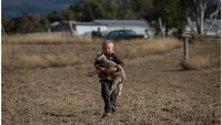 Foto atas menunjukkan Harry Taylor, 6, membawa seekor Domba untuk mencoba dan memberinya makan dengan biji kapas. Pertanian keluarganya hampir tanpa rumput, hanya berisi debu dan gulma. Foto bawah menunjukkan Harry Taylor dan temannya melihat anak domba yang berlarian di pertanian. Curah hujan di atas rata-rata antara Maret dan Agustus 2020 telah membantu New South Wales keluar dari kekeringan yang berkepanjangan.  