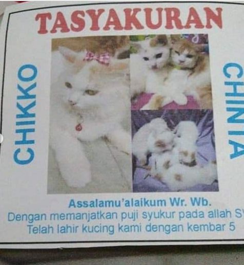 Netizen Gelar Tasyakuran Kelahiran Kucing dengan Berbagi Makanan dan Saweran