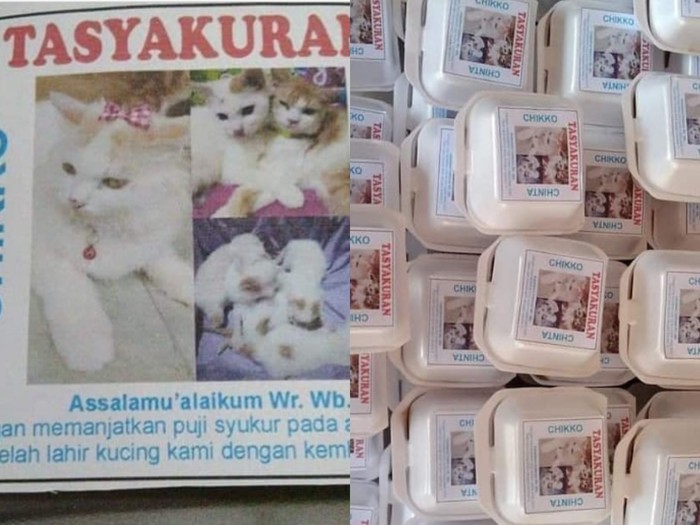 Netizen Gelar Tasyakuran Kelahiran Kucing dengan Berbagi Makanan dan Saweran