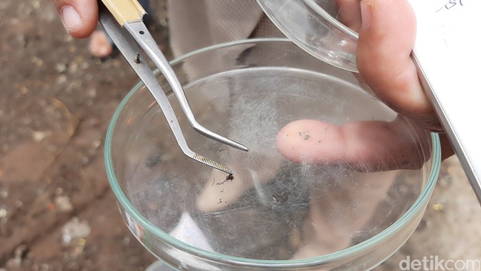 Tim ahli dari Universitas Jenderal Soedirman Purwokerto mempelajari karakteristik semut yang meneror warga Banyumas. Tim ahli ini berasal dari Laboratorium Entomologi dan Parasitologi, Fakultas Biologi Unsoed.