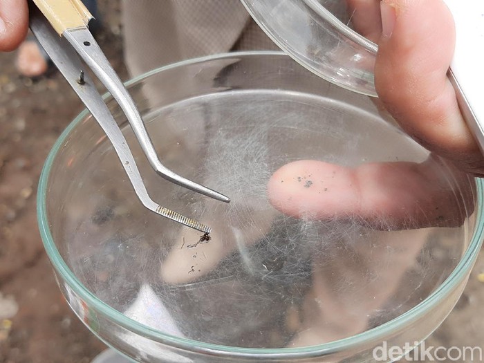Tim ahli dari Universitas Jenderal Soedirman Purwokerto mempelajari karakteristik semut yang meneror warga Banyumas. Tim ahli ini berasal dari Laboratorium Entomologi dan Parasitologi, Fakultas Biologi Unsoed.