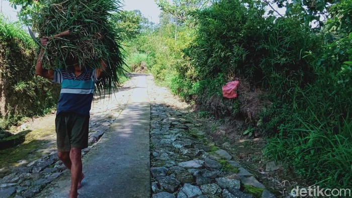 Warga Kawasan Rawan Bencana (KRB) Gunung Merapi di Klaten masih beraktivitas mencari rumput.