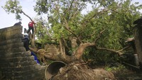Sebuah pohon tumbang akibat diterjang badai dan menimpa rumah.