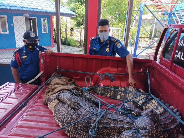 Buaya betina sepanjang 3 meter dievakuasi dari PT Badak di Bontang Kaltim