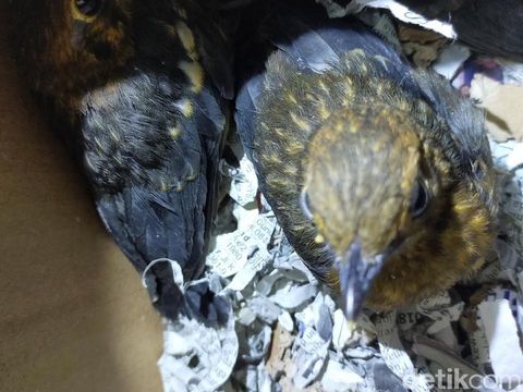 Burung Anis Merah Asal Bali Ditolak Masuk Surabaya