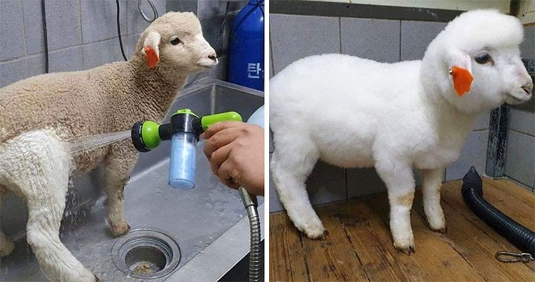 Foto satisfying Buat kamu yang suka bersih-bersih, deretan foto ini pasti satisfying banget!