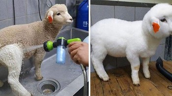 Si domba pun jadi sangat menggemaskan dengan bulu putih bersih tanpa noda. Foto: bert0ld0 via Bored Panda