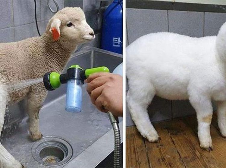 Buat yang Suka Bersih, 10 Foto Ini Satisfying Banget!