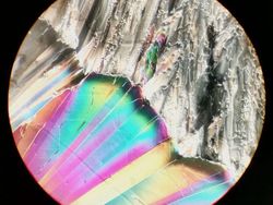 Begini Rupanya Kulit Hiu, Brokoli Hingga Rambut DIlihat Super Dekat