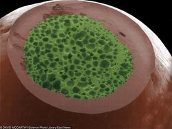 Begini Rupanya Kulit Hiu, Brokoli Hingga Rambut DIlihat Super Dekat