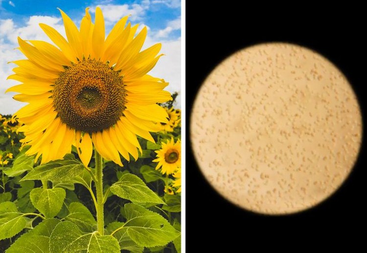 fotoinet tercengang objek mikroskop