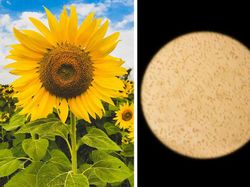 Begini Rupanya Kulit Hiu, Brokoli Hingga Rambut DIlihat Super Dekat