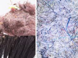 Begini Rupanya Kulit Hiu, Brokoli Hingga Rambut DIlihat Super Dekat