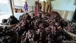 Gara-gara Corona, Petani Magelang Sulit Ekspor Salak