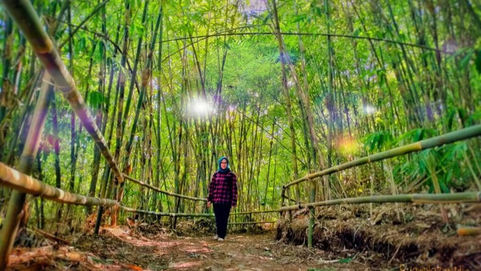 Hutan Bambu di Kawasan Bukit Mbah Garut