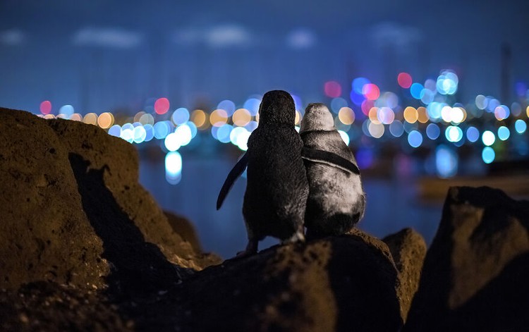 Ocean Photography Awards 2020 Ocean Photography Awards 2020