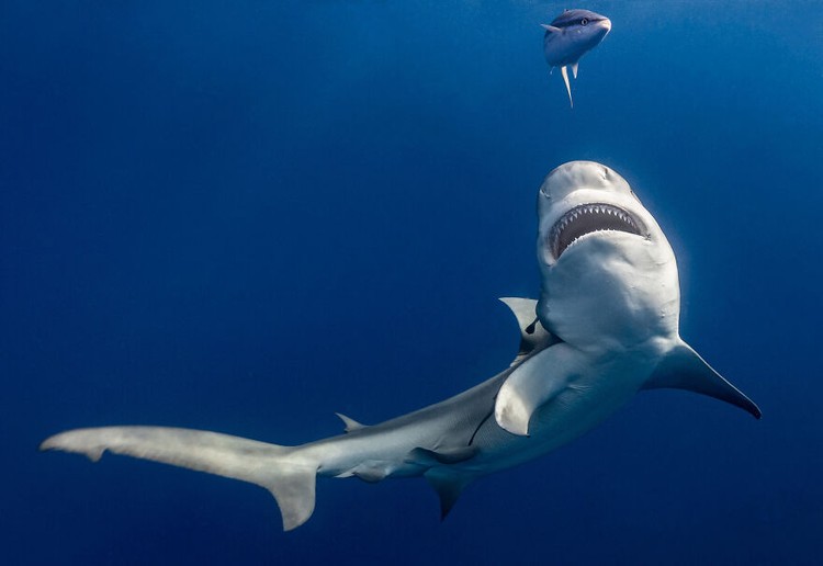 Ocean Photography Awards 2020 Ocean Photography Awards 2020