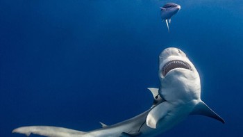 Karya nominator Community Choice Award Tanner Mansell. Foto: Ocean Photography Awards