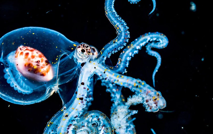 Ocean Photography Awards 2020