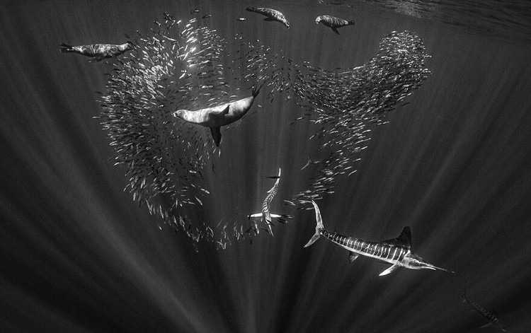 Ocean Photography Awards 2020 Ocean Photography Awards 2020