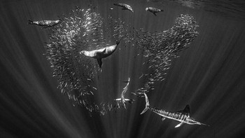 Karya nominator Adventure Photographer of The Year karya Hannes Klostermann. Foto: Ocean Photography Awards