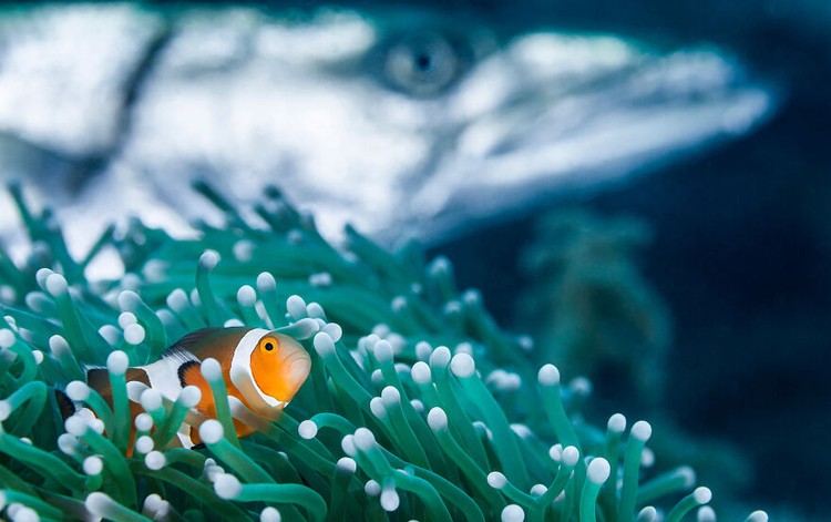 Ocean Photography Awards 2020