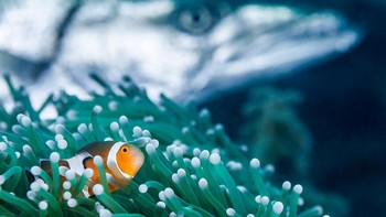 Karya nominator Collective Portfolio Award Henley Spiers.  Foto: Ocean Photography Awards