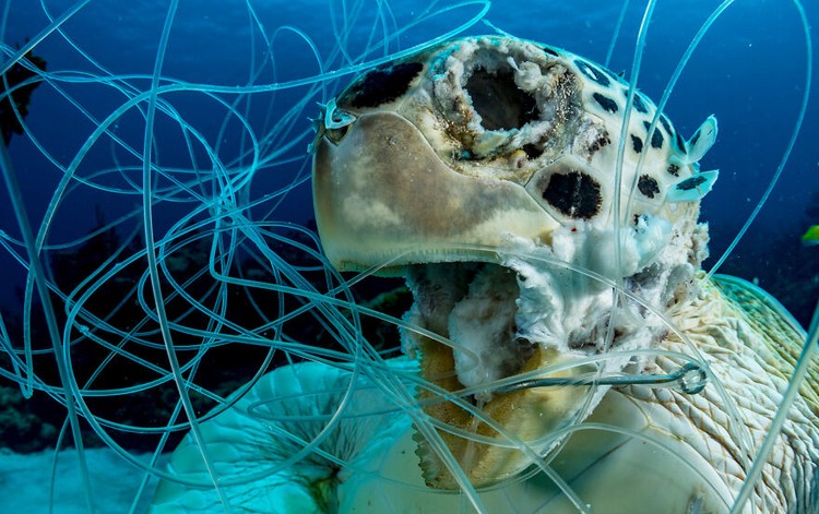 Ocean Photography Awards 2020 Ocean Photography Awards 2020