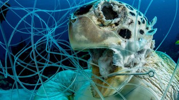 Karya nominator Collective Portfolio Award Shane Gross. Foto: Ocean Photography Awards