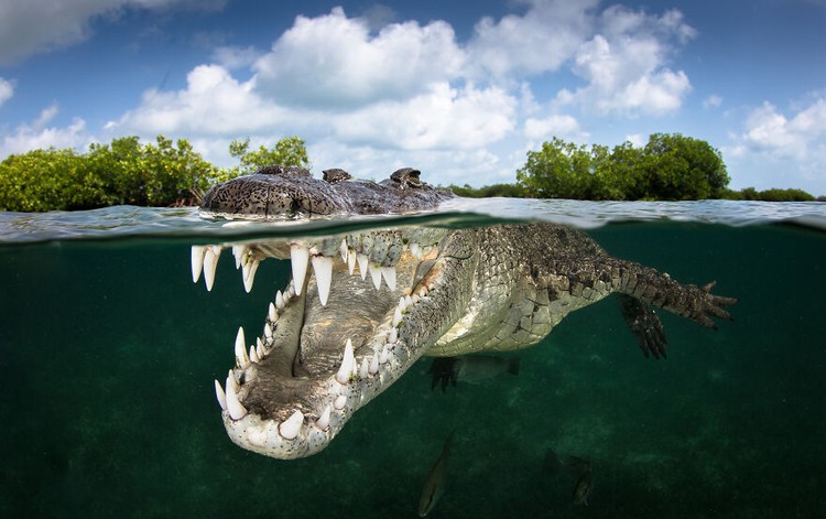 Ocean Photography Awards 2020 Ocean Photography Awards 2020