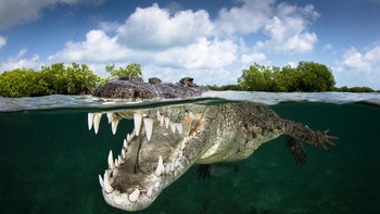 Karya nominator Collective Portfolio Award Grant Thomas. Foto: Ocean Photography Awards