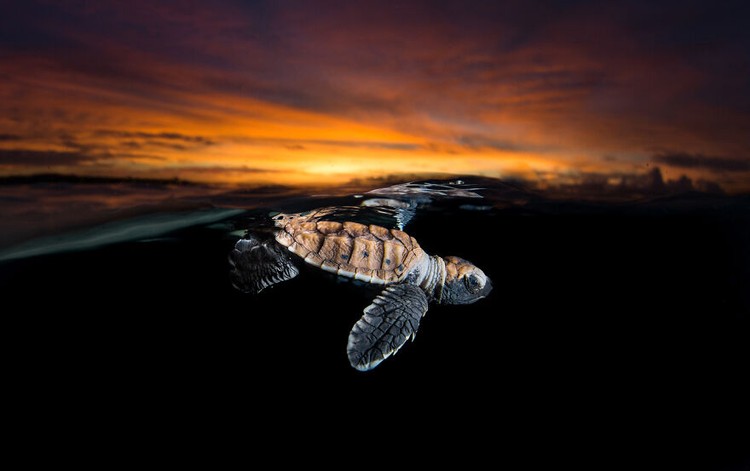 Ocean Photography Awards 2020