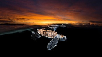 Karya nominator Collective Portfolio Award Grant Thomas. Foto: Ocean Photography Awards