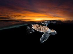 Jangan Dilihat! Karya Finalis Ocean Photography Awards Memukau Mata