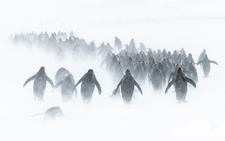 Ocean Photography Awards 2020 Ocean Photography Awards 2020