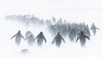 Karya nominator Exploration Photographer Of The Year Ben Cranke. Foto: Ocean Photography Awards