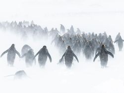 Jangan Dilihat! Karya Finalis Ocean Photography Awards Memukau Mata