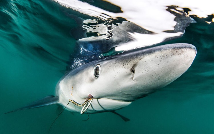 Ocean Photography Awards 2020 Ocean Photography Awards 2020