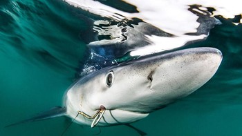 Karya nominator Conservation Photographer Of The Year Ron Watkins. Foto: Ocean Photography Awards