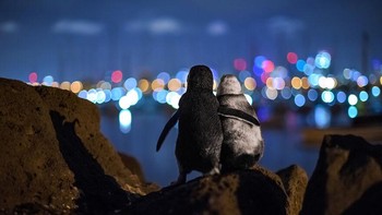 Karya nominator Community Choice Award Tobias Baumgaertner yang menampilkan dua pingguin memandangi lampu Melbourne. Foto: Ocean Photography Awards