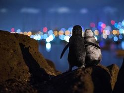 Jangan Dilihat! Karya Finalis Ocean Photography Awards Memukau Mata