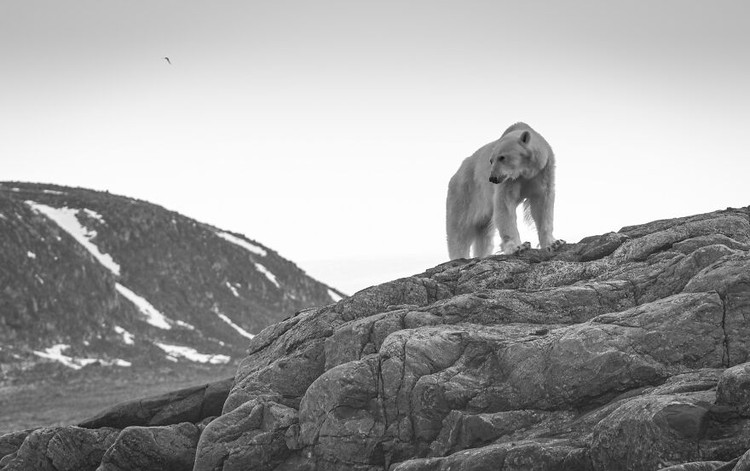 Ocean Photography Awards 2020