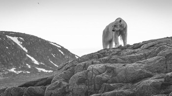 Karya nominator Conservation Photographer Of The Year Martin Berg yang menampilkan beruang kutub yang kelaparan. Foto: Ocean Photography Awards