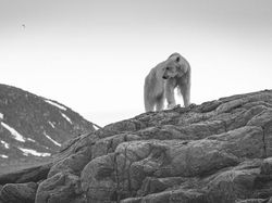 Jangan Dilihat! Karya Finalis Ocean Photography Awards Memukau Mata