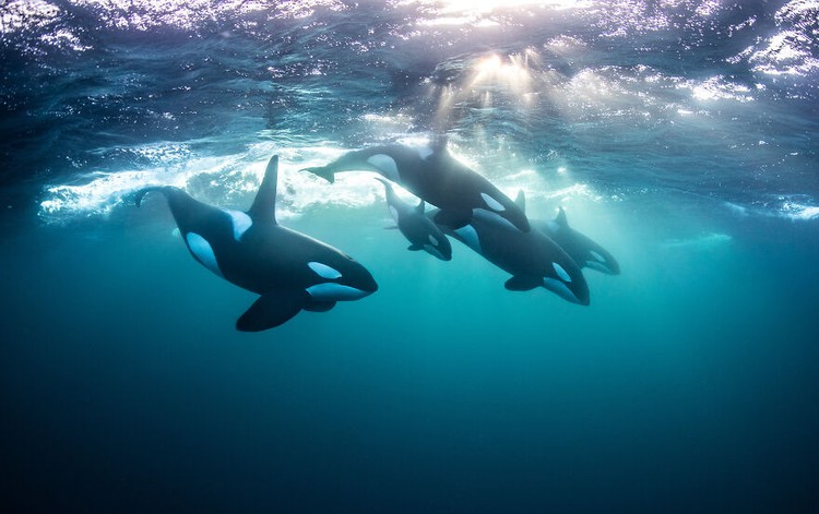 Ocean Photography Awards 2020 Ocean Photography Awards 2020