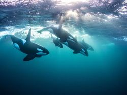 Jangan Dilihat! Karya Finalis Ocean Photography Awards Memukau Mata