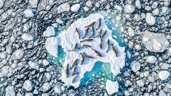 Karya nominator Collective Portfolio Award Florian Ledoux.  Foto: Ocean Photography Awards