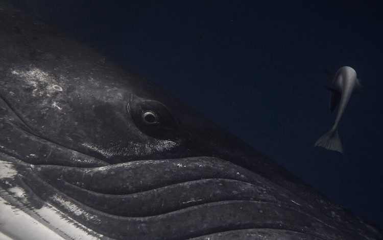 Ocean Photography Awards 2020 Ocean Photography Awards 2020